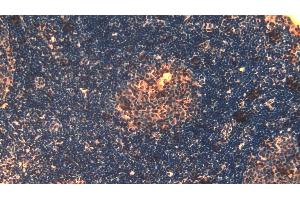 Detection of HIF2a in Mouse Lymph node Tissue using Polyclonal Antibody to Hypoxia Inducible Factor 2 Alpha (HIF2a)