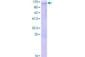 SDS-PAGE (SDS) image for Neighbor of BRCA1 Gene 1 (NBR1) (AA 1-966) protein (GST tag) (ABIN1780821)