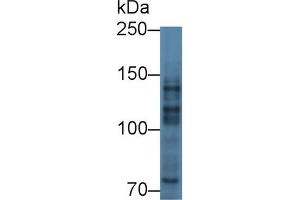 Western Blot; Sample: Human A549 cell lysate; Primary Ab: 3µg/ml Rabbit Anti-Mouse MYT1 Antibody Second Ab: 0.