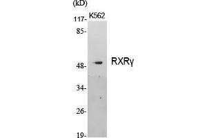 Western Blot (WB) analysis of specific cells using RXRgamma Polyclonal Antibody. (Retinoid X Receptor gamma anticorps  (Internal Region))
