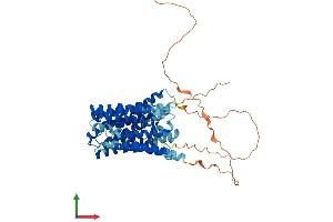 AlphaFold protein structure predicition of Human Recombinant SLC16A8 Protein, UniprotID O95907