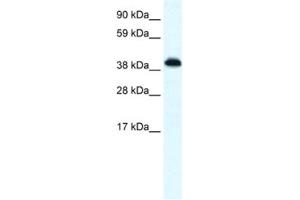 Western Blotting (WB) image for anti-Zinc Finger Protein 568 (ZNF568) antibody (ABIN2461070) (ZNF568 anticorps)