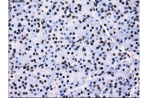 Image no. 11 for anti-Replication Protein A2, 32kDa (RPA2) antibody (ABIN1500736) (RPA2 anticorps)