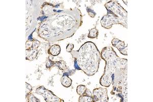 anti-Kallikrein 8 (KLK8) antibody