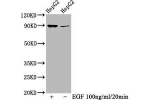 Western Blot Positive WB detected in HepG2 whole cell lysate(treated with EGF or not) All lanes Phospho-RPS6KA1 antibody at 0. (Recombinant RPS6KA1 anticorps  (pSer363, pThr359))