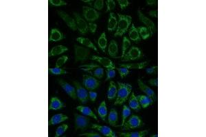 Immunofluorescence analysis of L929 cells using NDUFS8 Polyclonal Antibody (ABIN6132393, ABIN6144496, ABIN6144497 and ABIN6216871) at dilution of 1:100 (40x lens). (NDUFS8 anticorps  (AA 35-210))