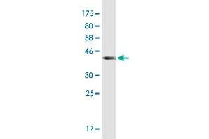 Western Blot detection against Immunogen (36.