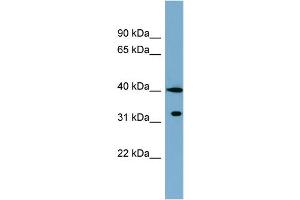 WB Suggested Anti-KCTD9 Antibody Titration: 0. (KCTD9 anticorps  (Middle Region))