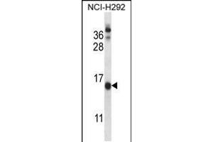 Western blot analysis in NCI-H292 cell line lysates (35ug/lane). (CNIH anticorps  (C-Term))