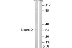 Image no. 1 for anti-Neuronal Differentiation 1 (NEUROD1) (AA 240-289) antibody (ABIN2889154) (NEUROD1 anticorps  (AA 240-289))