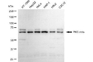 Western blotting analysis using PKC zeta antibody (ABIN7800002).