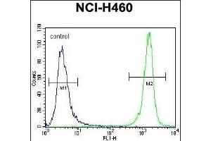 PREF8 Antibody (C-term) (ABIN656145 and ABIN2845481) flow cytometric analysis of NCI- cells (right histogr) compared to a negative control cell (left histogr). (PRAMEF8 anticorps  (C-Term))
