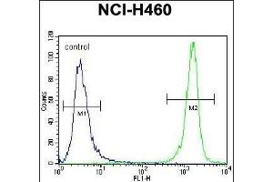 anti-PRAME Family Member 8 (PRAMEF8) (AA 419-447), (C-Term) antibody