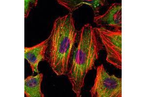 Immunofluorescence analysis of Hela cells using STAT3 mouse mAb (green).