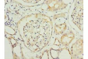 Immunohistochemistry of paraffin-embedded human kidney tissue using ABIN7166892 at dilution of 1:100