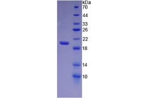SDS-PAGE of Protein Standard from the Kit (Highly purified E.