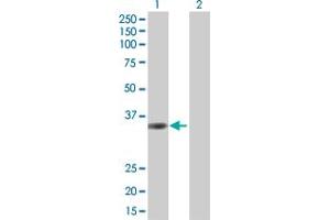 Western Blot analysis of TMEM115 expression in transfected 293T cell line by TMEM115 MaxPab polyclonal antibody. (TMEM115 anticorps  (AA 1-351))