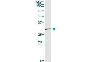 Immunoprecipitation of OLIG1 transfected lysate using anti-OLIG1 monoclonal antibody and Protein A Magnetic Bead , and immunoblotted with OLIG1 MaxPab rabbit polyclonal antibody.