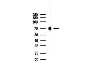 anti-Nuclear RNA Export Factor 1 (NXF1) (N-Term) antibody