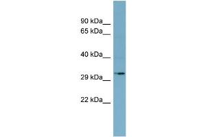 anti-MGC4172 (Middle Region) antibody