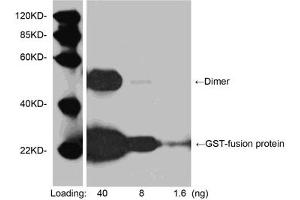 Western blot analysis of GST fusion protein using 1 µg/mL Goat Anti-GST-tag Polyclonal Antibody (ABIN398844) Secondary antibody: HRP-Protein G (M00090) The signal was developed with LumiSensorTM HRP Substrate Kit (ABIN769939) (GST anticorps)