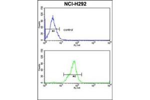 Flow Cytometric analysis of NCI-H292 cells using TOB1 Antibody (N-term) Cat. (Protein Tob1 (TOB1) (AA 61-91), (N-Term) anticorps)