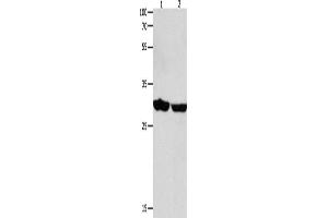 Western Blotting (WB) image for anti-14-3-3 epsilon (YWHAE) antibody (ABIN2426253) (YWHAE anticorps)
