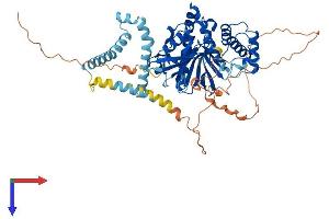 AlphaFold protein structure predicition of Human Recombinant FRMD3 Protein, UniprotID A2A2Y4