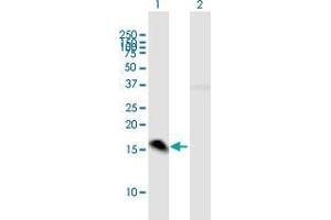 Western Blot analysis of MED21 expression in transfected 293T cell line by MED21 MaxPab polyclonal antibody. (MED21 anticorps  (AA 1-144))