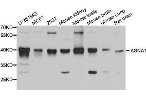 Western blot analysis of extracts of various cell lines, using ASNA1 antibody.
