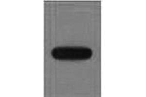 Western Blot analysis of recombinant EYFP protein using EYFP Monoclonal Antibody at dilution of 1:10000. (eYFP anticorps)