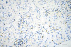 anti-Moesin (MSN) antibody