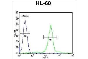 C1QC Antibody (Center) (ABIN655873 and ABIN2845277) flow cytometric analysis of HL-60 cells (right histogram) compared to a negative control cell (left histogram). (C1QC anticorps  (AA 93-120))