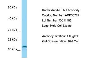 Western Blotting (WB) image for anti-Mediator Complex Subunit 21 (MED21) (C-Term) antibody (ABIN971131) (MED21 anticorps  (C-Term))