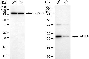 Western blotting analysis using MMAB antibody (ABIN7799392).