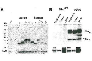 A) Western blot using anti-Bim, mAb (3C5)  detecting EE mouse BimS, BimL, BimEL and EE human, BimSS, BimS, BimLS, BimL, BimELS, BimEL. (BimS, EL, L (AA 20-40) anticorps)
