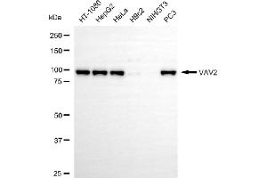 anti-Vav 2 Guanine Nucleotide Exchange Factor (VAV2) antibody