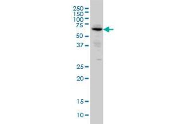 Intestinal Alkaline Phosphatase antibody  (AA 74-162)