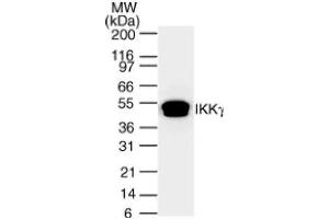 IKKγ mAb tested by Western blot. (IKBKG anticorps)