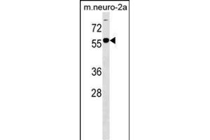 B4GALNT1 Antibody (Center) (ABIN1538263 and ABIN2849848) western blot analysis in mouse Neuro-2a cell line lysates (35 μg/lane). (B4GALNT1 anticorps  (AA 296-323))