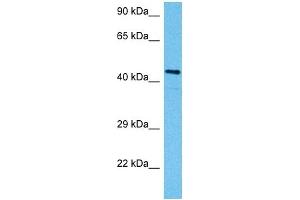 Host:  Mouse  Target Name:  SMAD3  Sample Tissue:  Mouse Testis  Antibody Dilution:  1ug/ml (SMAD3 anticorps  (N-Term))