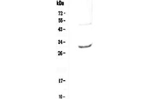 Western blot analysis of IL27 using anti-IL27 antibody . (IL-27 anticorps  (AA 29-234))