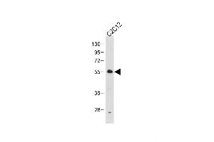 Anti-SD2- Antibody at 1:1000 dilution + C2C12 whole cell lysate Lysates/proteins at 20 μg per lane. (SMAD2 anticorps  (AA 201-230))
