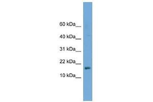 C14orf129 antibody used at 0. (GSKIP anticorps  (Middle Region))