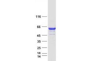 Validation with Western Blot (DYNC1LI1 Protein (Myc-DYKDDDDK Tag))