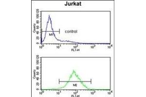 M1H Antibody (Center) (ABIN653037 and ABIN2842651) flow cytometry analysis of Jurkat cells (bottom histogram) compared to a negative control cell (top histogram). (PPM1H anticorps  (AA 235-263))
