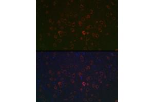 Immunofluorescence analysis of rat brain using REEP2 Rabbit pAb (ABIN7269887) at dilution of 1:100 (40x lens).