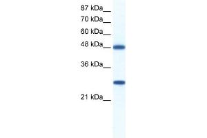 WB Suggested Anti-BAT1 Antibody Titration:  0. (BAT1 anticorps  (C-Term))