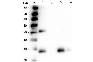 Western Blot of Anti-Rat IgG F(ab')2 (RABBIT) Antibody . (Lapin anti-Rat IgG (F(ab')2 Region) Anticorps (FITC) - Preadsorbed)