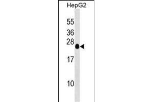 TCEAL6 Antibody (N-term) (ABIN1539371 and ABIN2849745) western blot analysis in HepG2 cell line lysates (35 μg/lane). (TCEAL6 anticorps  (N-Term))